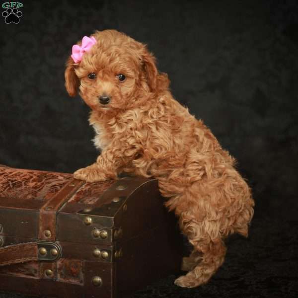 Macy, Toy Poodle Puppy